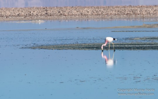 Andean Flamingo, Atacama Desert, Chile, Chilean Flamingo, Laguna Chaxa, Landscape, Nature, Photography, Salar de Atacama, Travel, Wilderness, Wildlife