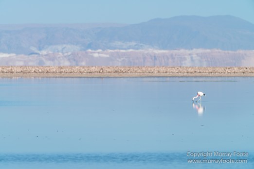 Andean Flamingo, Atacama Desert, Chile, Chilean Flamingo, Laguna Chaxa, Landscape, Nature, Photography, Salar de Atacama, Travel, Wilderness, Wildlife