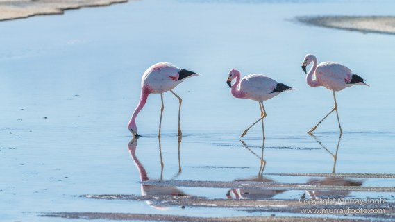 Andean Flamingo, Atacama Desert, Chile, Chilean Flamingo, Laguna Chaxa, Landscape, Nature, Photography, Salar de Atacama, Travel, Wilderness, Wildlife