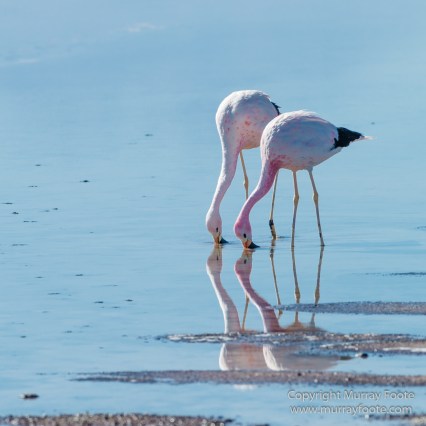 Andean Flamingo, Atacama Desert, Chile, Chilean Flamingo, Laguna Chaxa, Landscape, Nature, Photography, Salar de Atacama, Travel, Wilderness, Wildlife
