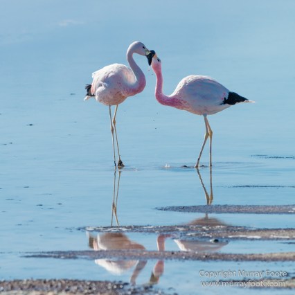 Andean Flamingo, Atacama Desert, Chile, Chilean Flamingo, Laguna Chaxa, Landscape, Nature, Photography, Salar de Atacama, Travel, Wilderness, Wildlife