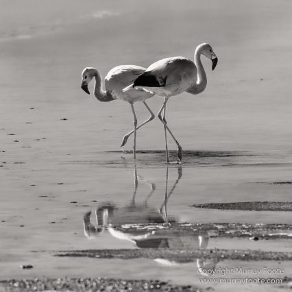 Atacama Desert, Black and White, Cacti, Chile, Flamingo, Geyser, Laguna Cejar, Laguna Chaxa, Laguna Tebenquiche, Monochrome, Nature, Photography, Tatio, Wilderness