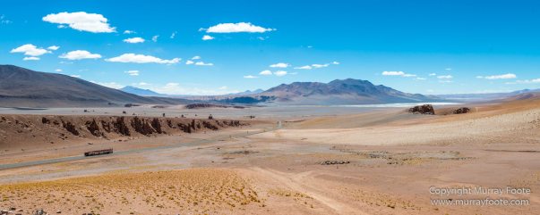 Andean Goose, Atacama Desert, Black-hooded sierra-finch, Chile, Chilean Flamingo, Landscape, Nature, Panorama, Photography, Sala de Tara, Travel, vicuña, Volcan Lascar, Wilderness, Wildlife