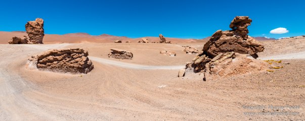 Andean Goose, Atacama Desert, Black-hooded sierra-finch, Chile, Chilean Flamingo, Landscape, Nature, Panorama, Photography, Sala de Tara, Travel, vicuña, Volcan Lascar, Wilderness, Wildlife