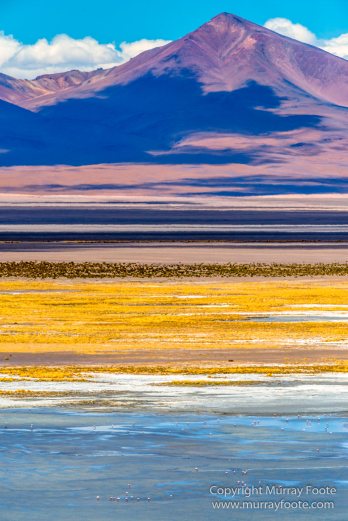Andean Goose, Atacama Desert, Black-hooded sierra-finch, Chile, Chilean Flamingo, Landscape, Nature, Panorama, Photography, Sala de Tara, Travel, vicuña, Volcan Lascar, Wilderness, Wildlife