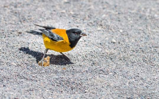 Andean Goose, Atacama Desert, Black-hooded sierra-finch, Chile, Chilean Flamingo, Landscape, Nature, Panorama, Photography, Sala de Tara, Travel, vicuña, Volcan Lascar, Wilderness, Wildlife