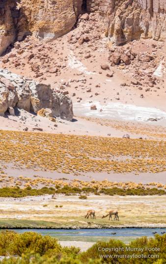 Andean Goose, Atacama Desert, Black-hooded sierra-finch, Chile, Chilean Flamingo, Landscape, Nature, Panorama, Photography, Sala de Tara, Travel, vicuña, Volcan Lascar, Wilderness, Wildlife