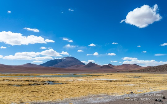 Andean Goose, Atacama Desert, Black-hooded sierra-finch, Chile, Chilean Flamingo, Landscape, Nature, Panorama, Photography, Sala de Tara, Travel, vicuña, Volcan Lascar, Wilderness, Wildlife