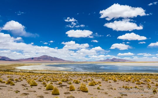 Andean Goose, Atacama Desert, Black-hooded sierra-finch, Chile, Chilean Flamingo, Landscape, Nature, Panorama, Photography, Sala de Tara, Travel, vicuña, Volcan Lascar, Wilderness, Wildlife