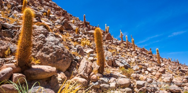 Atacama Desert, Cacti, Chile, Geyser, Landscape, llama, Nature, Photography, Travel, vicuña, Widlife, Wilderness