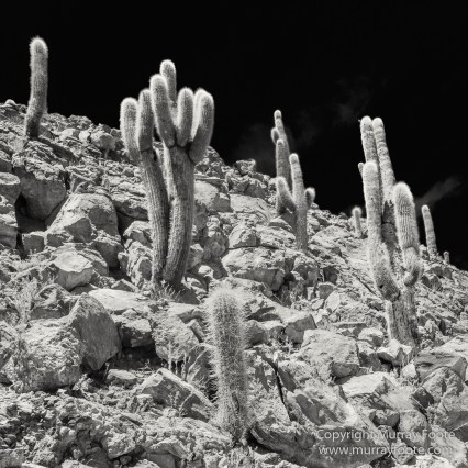 Atacama Desert, Black and White, Cacti, Chile, Flamingo, Geyser, Laguna Cejar, Laguna Chaxa, Laguna Tebenquiche, Monochrome, Nature, Photography, Tatio, Wilderness