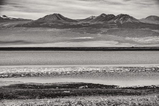 Atacama Desert, Black and White, Cacti, Chile, Flamingo, Geyser, Laguna Cejar, Laguna Chaxa, Laguna Tebenquiche, Monochrome, Nature, Photography, Tatio, Wilderness
