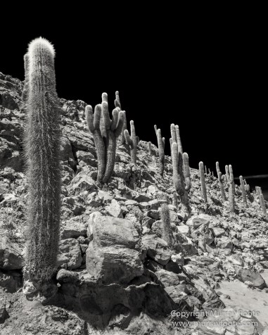 Atacama Desert, Black and White, Cacti, Chile, Flamingo, Geyser, Laguna Cejar, Laguna Chaxa, Laguna Tebenquiche, Monochrome, Nature, Photography, Tatio, Wilderness