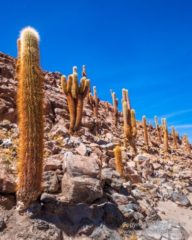 Atacama Desert, Cacti, Chile, Geyser, Landscape, llama, Nature, Photography, Travel, vicuña, Widlife, Wilderness