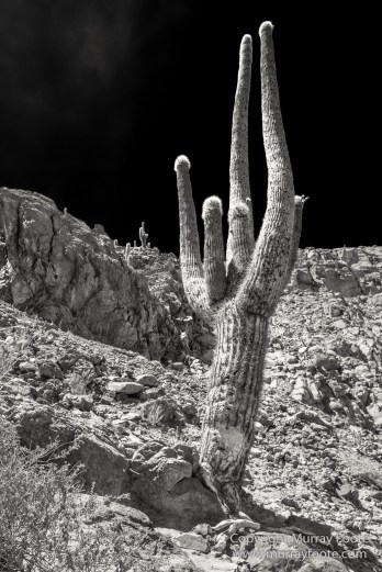 Atacama Desert, Black and White, Cacti, Chile, Flamingo, Geyser, Laguna Cejar, Laguna Chaxa, Laguna Tebenquiche, Monochrome, Nature, Photography, Tatio, Wilderness