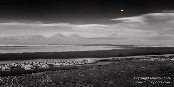 Atacama Desert, Black and White, Cacti, Chile, Flamingo, Geyser, Laguna Cejar, Laguna Chaxa, Laguna Tebenquiche, Monochrome, Nature, Photography, Tatio, Wilderness