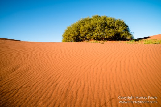 Architecture, Australia, Cazneau Tree, Flinders Ranges, Central Bearded dragon, Landscape, Macro, Merna Mora Station, Nature, Photography, South Australia, Travel, Wilderness, Wildlife, Yellow-footed rock-wallaby