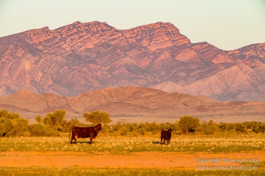 Architecture, Australia, Cazneau Tree, Flinders Ranges, Central Bearded dragon, Landscape, Macro, Merna Mora Station, Nature, Photography, South Australia, Travel, Wilderness, Wildlife, Yellow-footed rock-wallaby