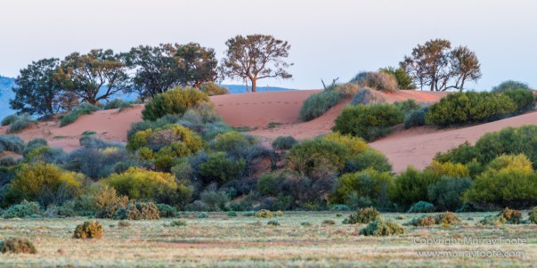 Architecture, Australia, Cazneau Tree, Flinders Ranges, Central Bearded dragon, Landscape, Macro, Merna Mora Station, Nature, Photography, South Australia, Travel, Wilderness, Wildlife, Yellow-footed rock-wallaby