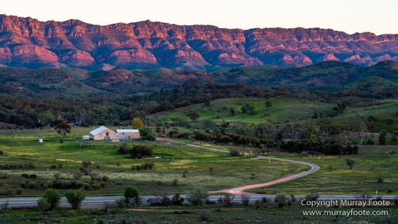 Architecture, Australia, Cazneau Tree, Flinders Ranges, Central Bearded dragon, Landscape, Macro, Merna Mora Station, Nature, Photography, South Australia, Travel, Wilderness, Wildlife, Yellow-footed rock-wallaby