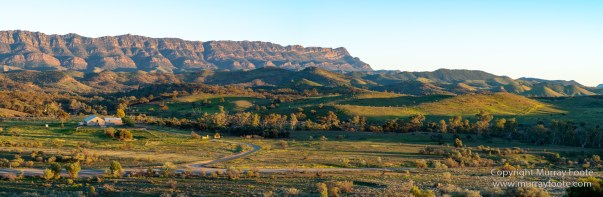 Architecture, Australia, Cazneau Tree, Flinders Ranges, Central Bearded dragon, Landscape, Macro, Merna Mora Station, Nature, Photography, South Australia, Travel, Wilderness, Wildlife, Yellow-footed rock-wallaby
