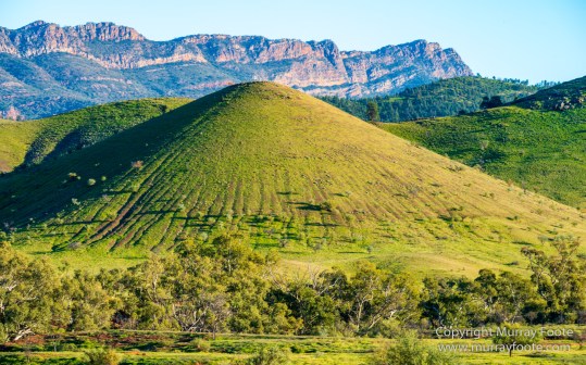 Architecture, Australia, Cazneau Tree, Flinders Ranges, Central Bearded dragon, Landscape, Macro, Merna Mora Station, Nature, Photography, South Australia, Travel, Wilderness, Wildlife, Yellow-footed rock-wallaby