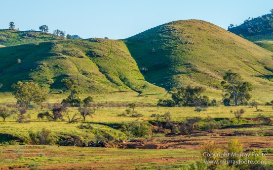 Architecture, Australia, Cazneau Tree, Flinders Ranges, Central Bearded dragon, Landscape, Macro, Merna Mora Station, Nature, Photography, South Australia, Travel, Wilderness, Wildlife, Yellow-footed rock-wallaby