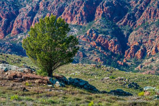 Architecture, Australia, Cazneau Tree, Flinders Ranges, Central Bearded dragon, Landscape, Macro, Merna Mora Station, Nature, Photography, South Australia, Travel, Wilderness, Wildlife, Yellow-footed rock-wallaby