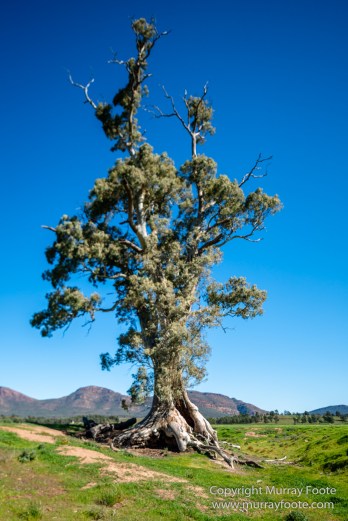 Architecture, Australia, Cazneau Tree, Flinders Ranges, Central Bearded dragon, Landscape, Macro, Merna Mora Station, Nature, Photography, South Australia, Travel, Wilderness, Wildlife, Yellow-footed rock-wallaby