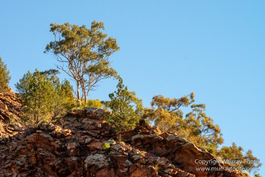 Architecture, Australia, Cazneau Tree, Flinders Ranges, Central Bearded dragon, Landscape, Macro, Merna Mora Station, Nature, Photography, South Australia, Travel, Wilderness, Wildlife, Yellow-footed rock-wallaby