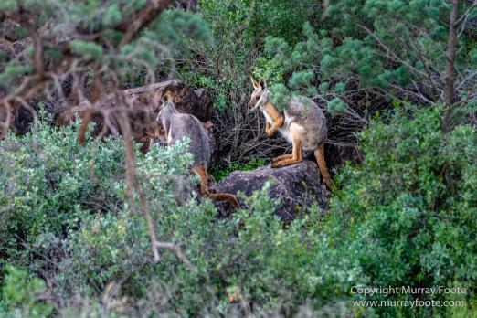 Architecture, Australia, Cazneau Tree, Flinders Ranges, Central Bearded dragon, Landscape, Macro, Merna Mora Station, Nature, Photography, South Australia, Travel, Wilderness, Wildlife, Yellow-footed rock-wallaby