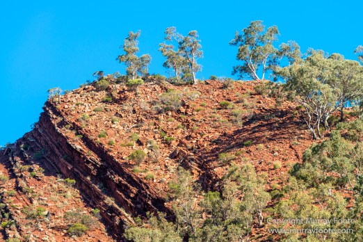 Architecture, Australia, Cazneau Tree, Flinders Ranges, Central Bearded dragond, Landscape, Macro, Merna Mora Station, Nature, Photography, South Australia, Travel, Wilderness, Wildlife, Yellow-footed rock-wallaby