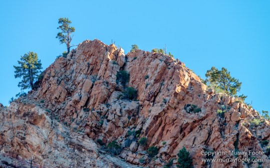 Architecture, Australia, Cazneau Tree, Flinders Ranges, Central Bearded dragon, Landscape, Macro, Merna Mora Station, Nature, Photography, South Australia, Travel, Wilderness, Wildlife, Yellow-footed rock-wallaby