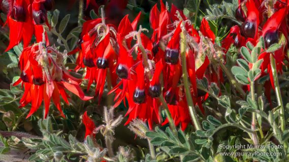 Architecture, Australia, Flinders Ranges, Landscape, Macro, Merna Mora Station, Moralana Track, Nature, Nilpena Station, Photography, South Australia, Tawny frogmouth, Travel, Wilderness, Wildlife