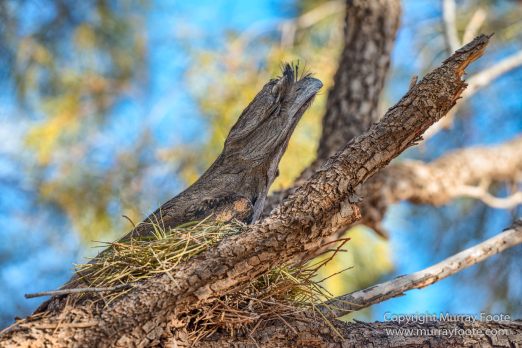 Architecture, Australia, Flinders Ranges, Landscape, Macro, Merna Mora Station, Moralana Track, Nature, Nilpena Station, Photography, South Australia, Tawny frogmouth, Travel, Wilderness, Wildlife