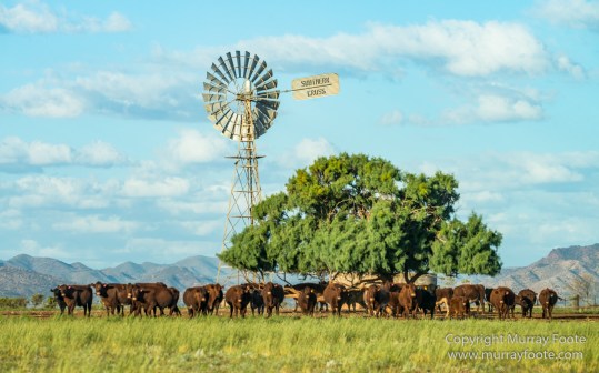 Architecture, Australia, Flinders Ranges, Landscape, Macro, Merna Mora Station, Moralana Track, Nature, Nilpena Station, Photography, South Australia, Tawny frogmouth, Travel, Wilderness, Wildlife