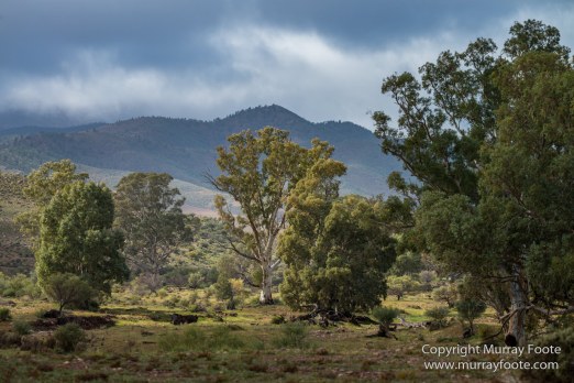 Architecture, Australia, Flinders Ranges, Landscape, Macro, Merna Mora Station, Moralana Track, Nature, Nilpena Station, Photography, South Australia, Tawny frogmouth, Travel, Wilderness, Wildlife