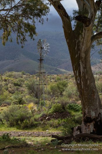 Architecture, Australia, Flinders Ranges, Landscape, Macro, Merna Mora Station, Moralana Track, Nature, Nilpena Station, Photography, South Australia, Tawny frogmouth, Travel, Wilderness, Wildlife
