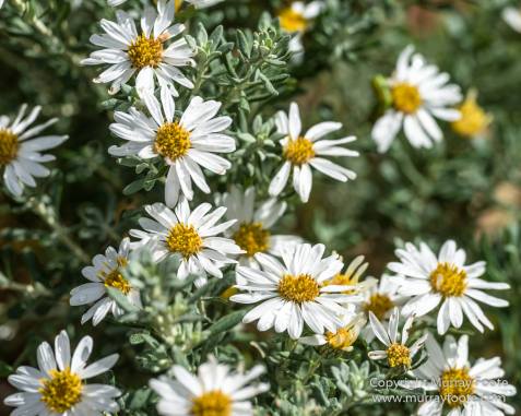Architecture, Australia, Flinders Ranges, Landscape, Macro, Merna Mora Station, Moralana Track, Nature, Nilpena Station, Photography, South Australia, Tawny frogmouth, Travel, Wilderness, Wildlife