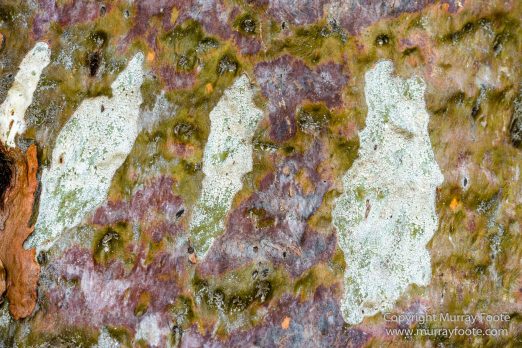 Architecture, Australia, Flinders Ranges, Landscape, Macro, Merna Mora Station, Moralana Track, Nature, Nilpena Station, Photography, South Australia, Tawny frogmouth, Travel, Wilderness, Wildlife