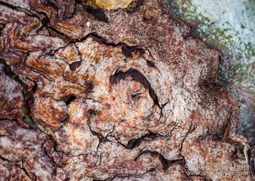 Architecture, Australia, Flinders Ranges, Landscape, Macro, Merna Mora Station, Moralana Track, Nature, Nilpena Station, Photography, South Australia, Tawny frogmouth, Travel, Wilderness, Wildlife
