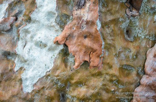 Architecture, Australia, Flinders Ranges, Landscape, Macro, Merna Mora Station, Moralana Track, Nature, Nilpena Station, Photography, South Australia, Tawny frogmouth, Travel, Wilderness, Wildlife