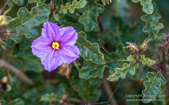 Architecture, Australia, Flinders Ranges, Landscape, Macro, Merna Mora Station, Moralana Track, Nature, Nilpena Station, Photography, South Australia, Tawny frogmouth, Travel, Wilderness, Wildlife