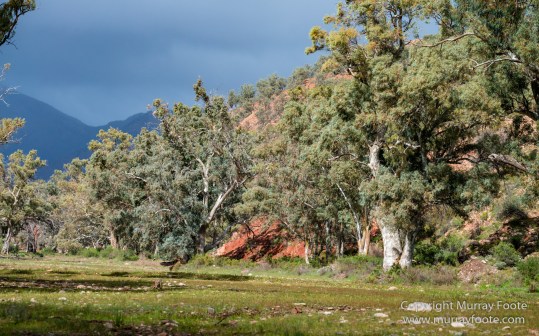 Architecture, Australia, Flinders Ranges, Landscape, Macro, Merna Mora Station, Moralana Track, Nature, Nilpena Station, Photography, South Australia, Tawny frogmouth, Travel, Wilderness, Wildlife