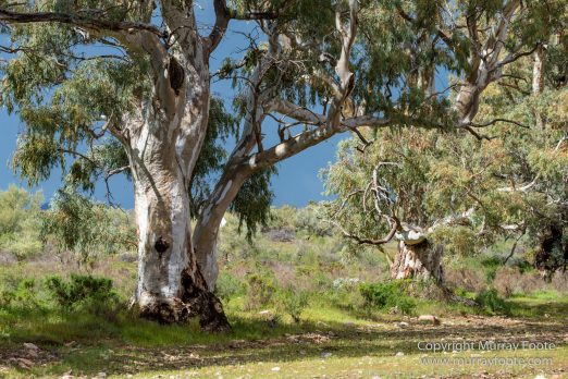 Architecture, Australia, Flinders Ranges, Landscape, Macro, Merna Mora Station, Moralana Track, Nature, Nilpena Station, Photography, South Australia, Tawny frogmouth, Travel, Wilderness, Wildlife