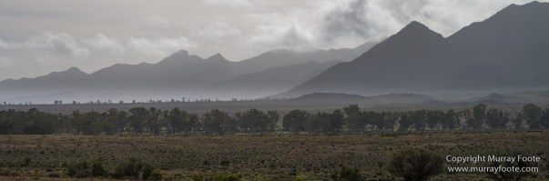 Australia, Brachina Gorge, Flinders Ranges, Landscape, Merna Mora Station, Nature, Photography, South Australia, Travel, Wilderness, Wildlife, Yellow-footed rock-wallaby
