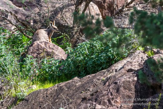 Australia, Brachina Gorge, Flinders Ranges, Landscape, Merna Mora Station, Nature, Photography, South Australia, Travel, Wilderness, Wildlife, Yellow-footed rock-wallaby