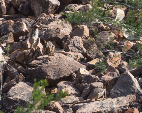 Australia, Brachina Gorge, Flinders Ranges, Landscape, Merna Mora Station, Nature, Photography, South Australia, Travel, Wilderness, Wildlife, Yellow-footed rock-wallaby