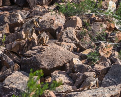 Australia, Brachina Gorge, Flinders Ranges, Landscape, Merna Mora Station, Nature, Photography, South Australia, Travel, Wilderness, Wildlife, Yellow-footed rock-wallaby