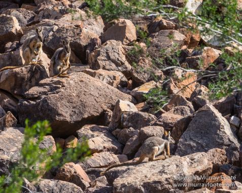 Australia, Brachina Gorge, Flinders Ranges, Landscape, Merna Mora Station, Nature, Photography, South Australia, Travel, Wilderness, Wildlife, Yellow-footed rock-wallaby